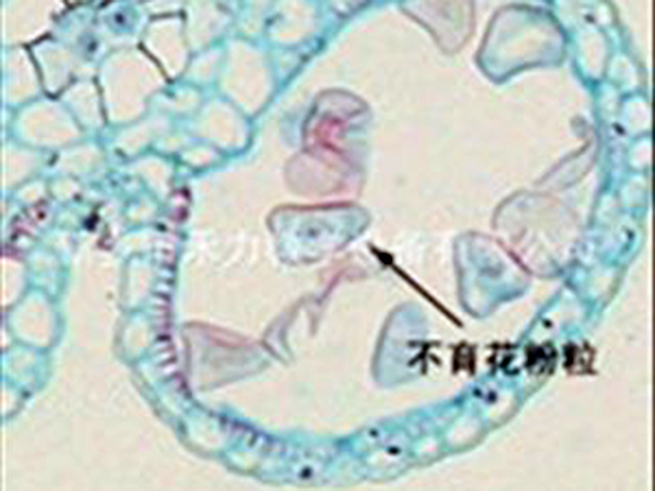 细胞生物学和遗传学切片