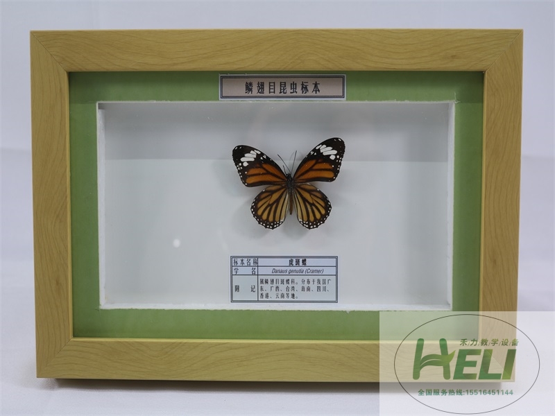 蝴蝶展示标本虎斑蝶