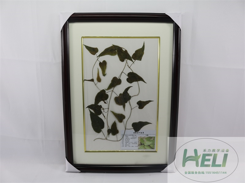 植物干制标本-百部