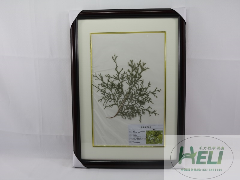 植物干制标本-侧伯