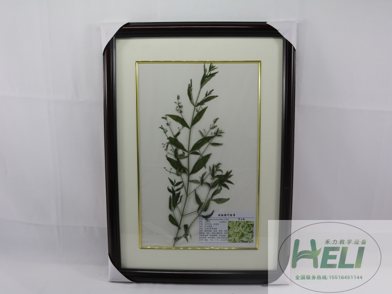 中草药腊叶标本-穿心莲