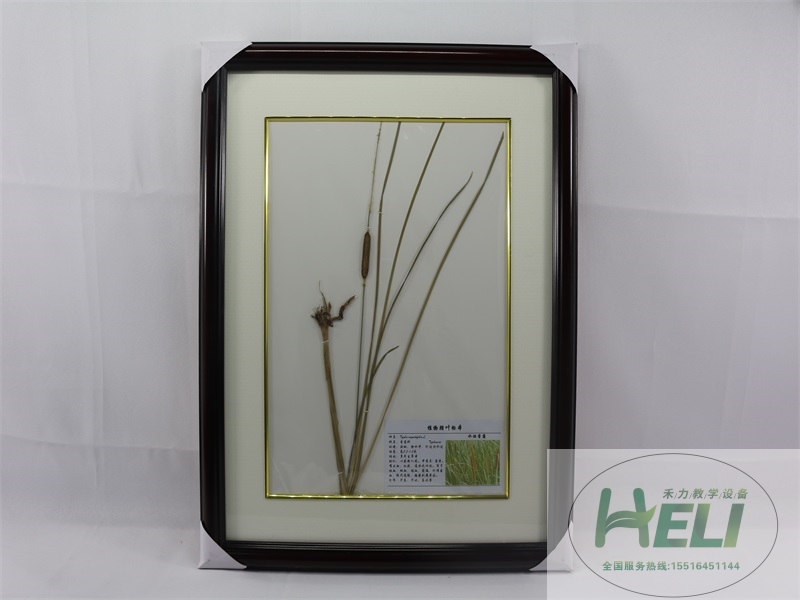 植物干制标本-水烛香蒲