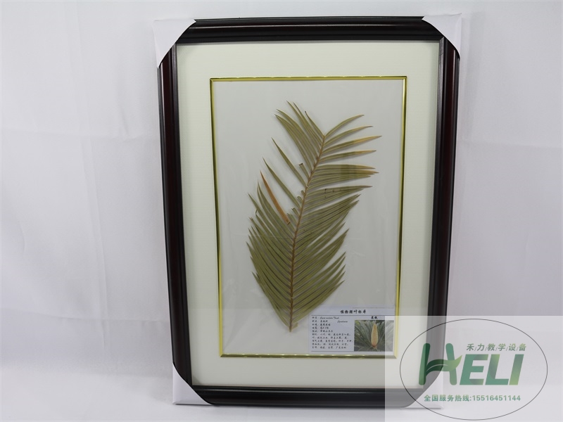 植物腊叶标本-苏铁