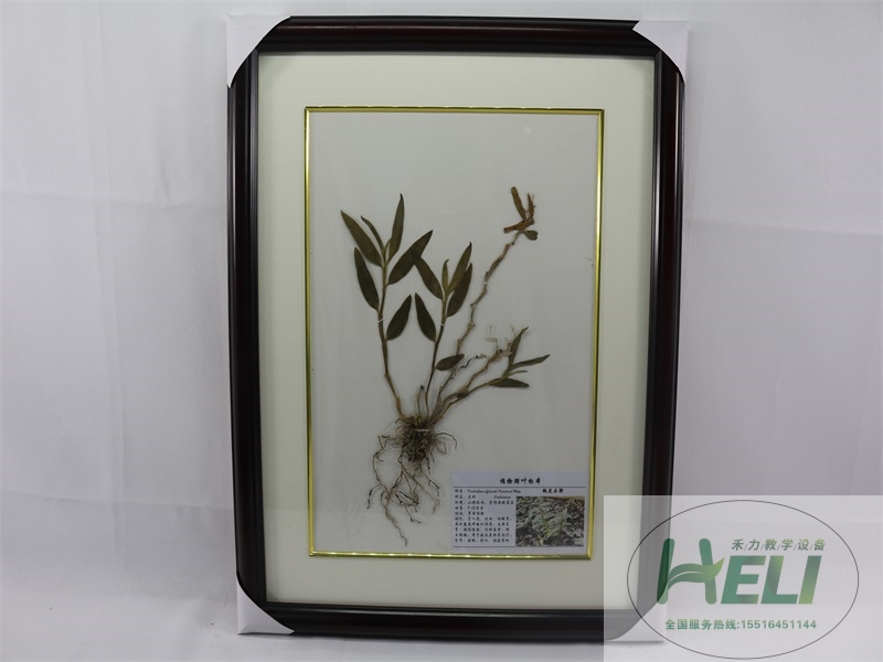 中草药腊叶标本-铁皮石斛