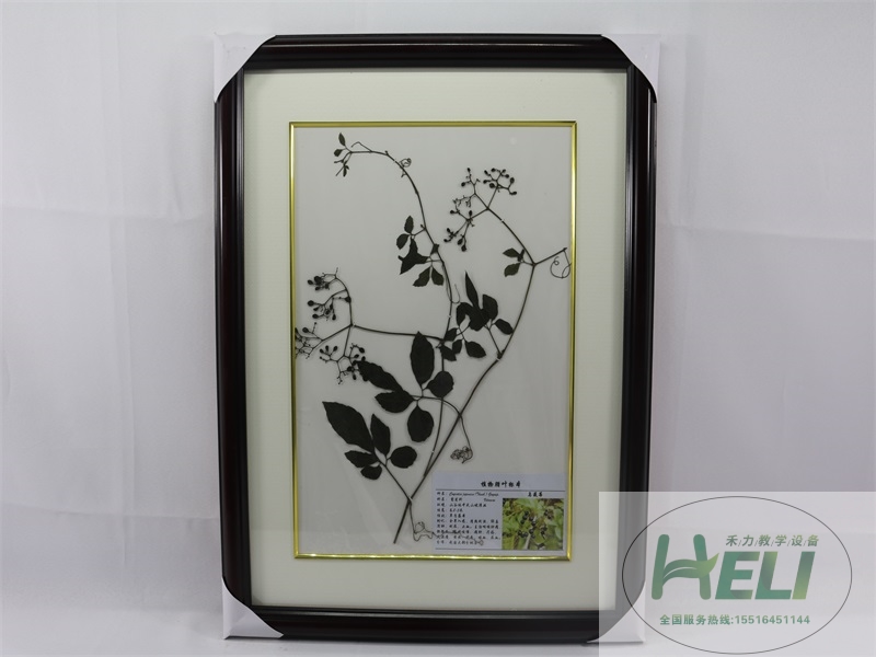 植物腊叶标本-乌蔹莓