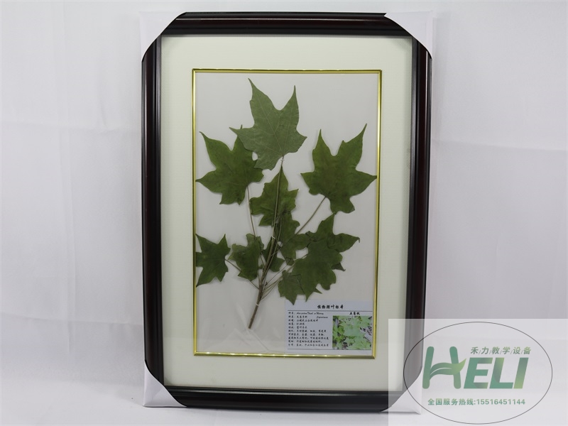 植物腊叶标本-五角枫