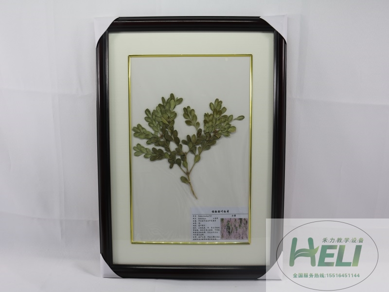 植物腊叶标本-小檗