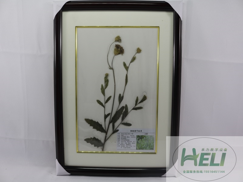 中草药腊叶标本-小蓟