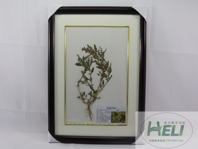 植物干制标本农田杂草标本-小藜