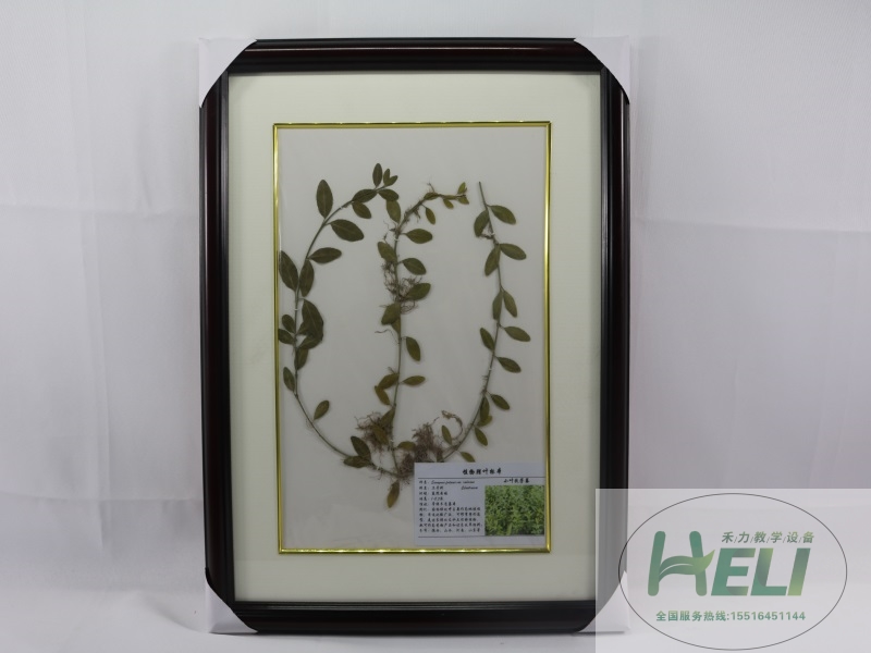 植物腊叶标本-小叶扶芳藤