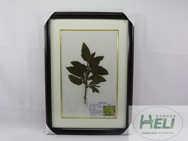 中草药腊叶标本-玄参