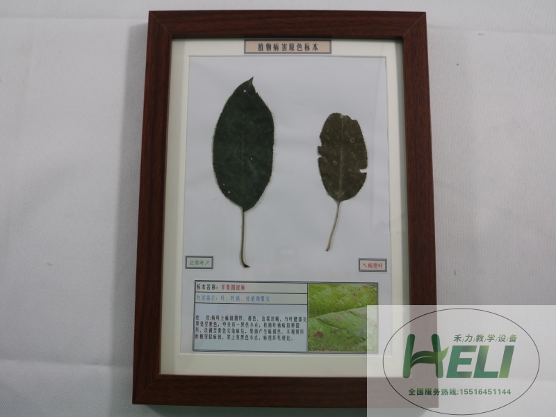 园林果树病害原色教学标本-苹果圆斑病
