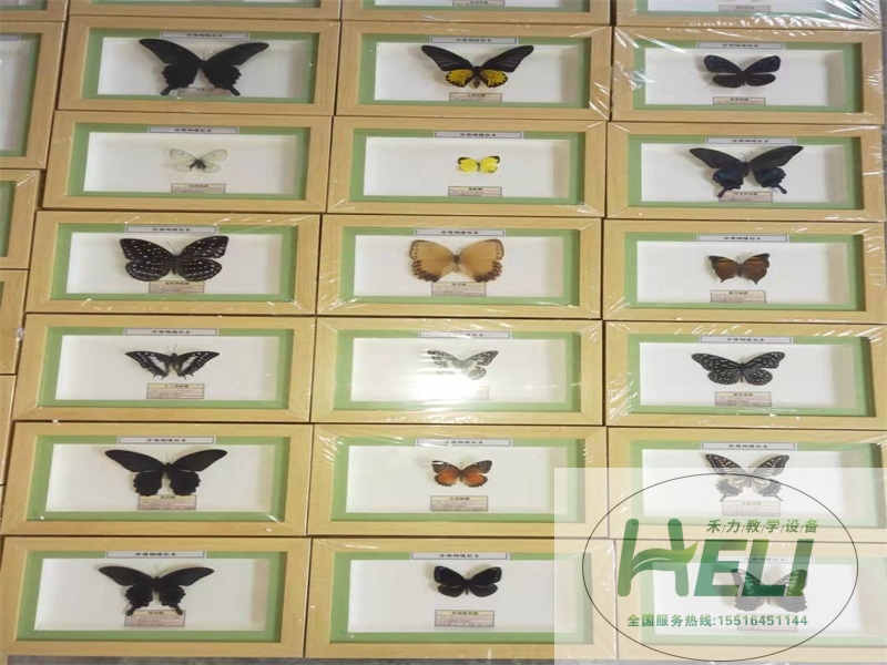 蝴蝶展示标本-蝴蝶分类标本