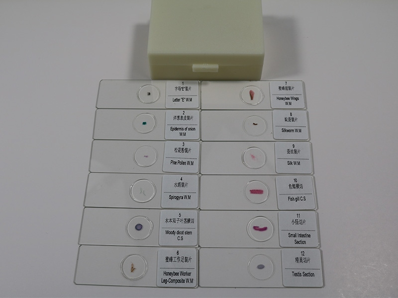 中小学生物玻片套装-12片切片套装