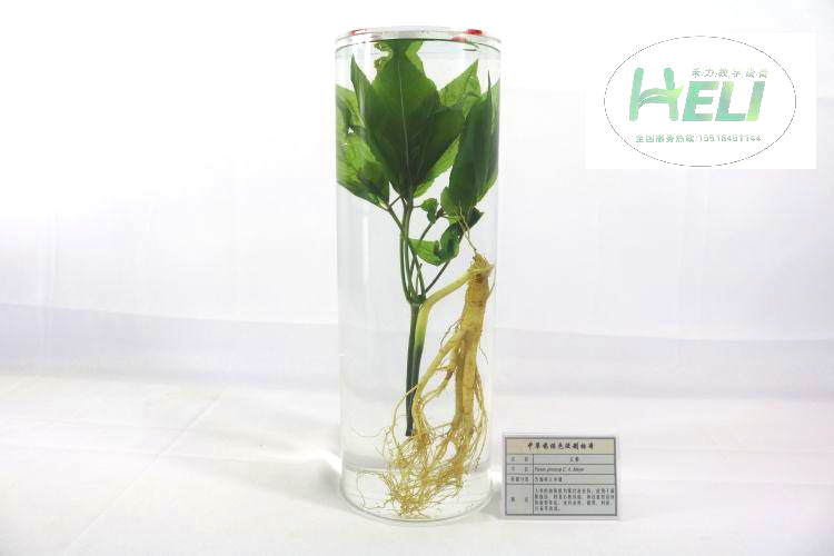 中草药人参浸制标本