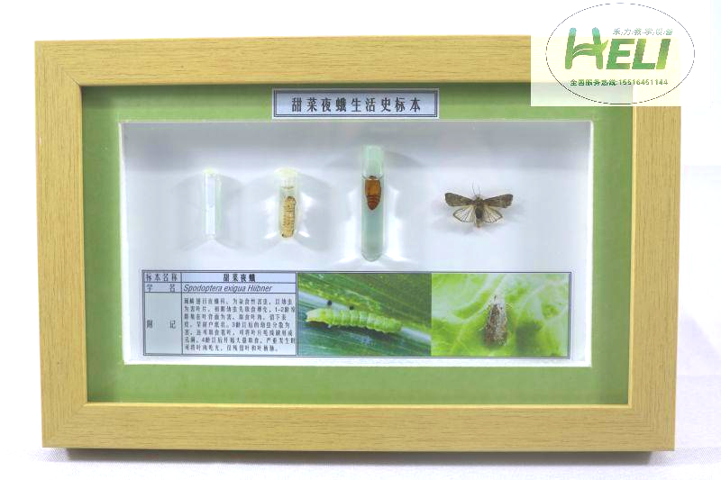 昆虫生活史标本--甜菜夜蛾生活史标本