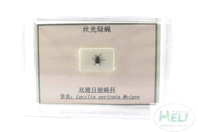 昆虫分类标本-丝光绿蝇