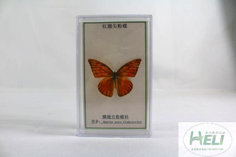 蝴蝶分类标本-红翅尖粉蝶