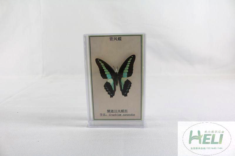 蝴蝶分类标本-青凤蝶