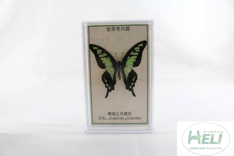 蝴蝶分类标本-宽带青凤蝶