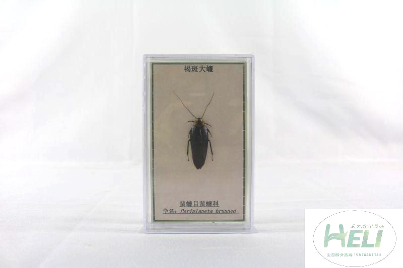 昆虫分类标本-褐斑大蠊