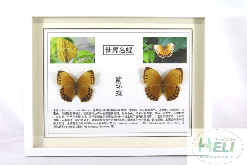 蝴蝶标本-箭环蝶
