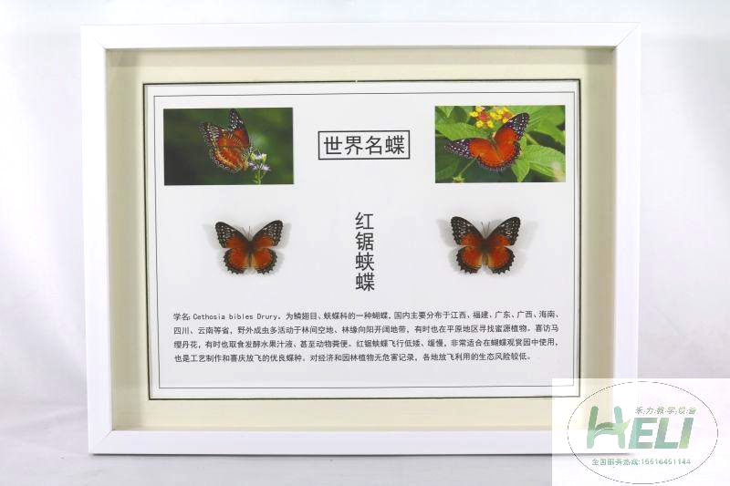 蝴蝶标本-红锯蛱蝶