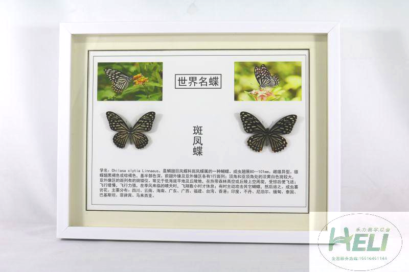 蝴蝶标本-斑凤蝶