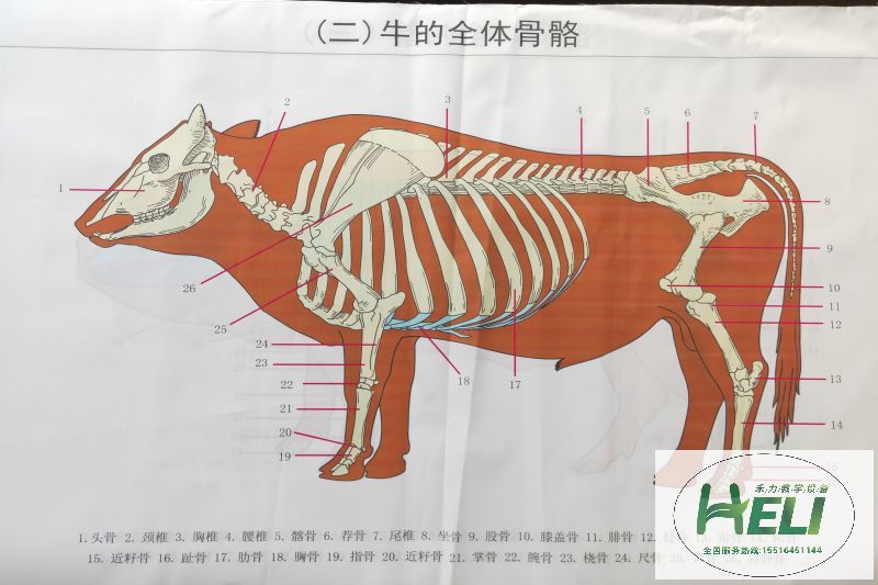 教学挂图 牛骨骼挂图