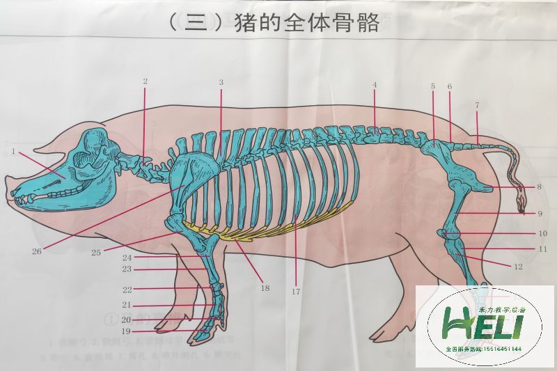 教学挂图 猪骨骼挂图