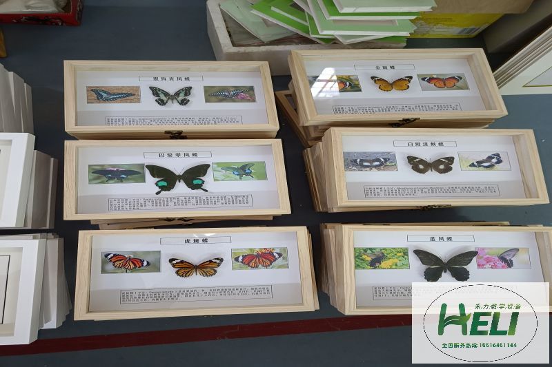 蝴蝶标本 教学标本
