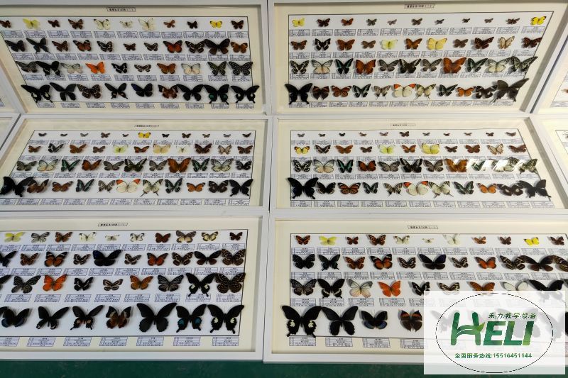 蝴蝶展示标本 教学标本