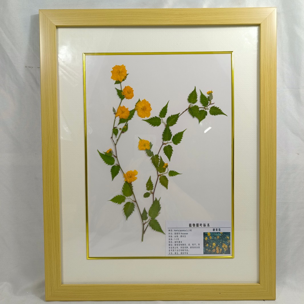 植物标本 棣棠花腊叶标本 教学标本