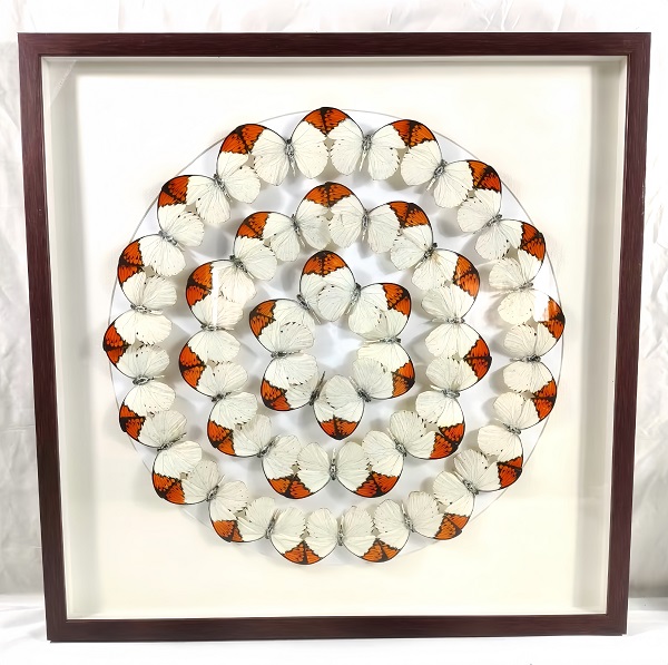 蝴蝶自然艺术装饰画 标本展览