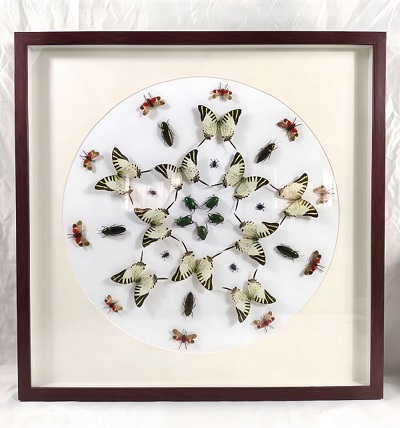 蝴蝶自然艺术装饰画 标本展览