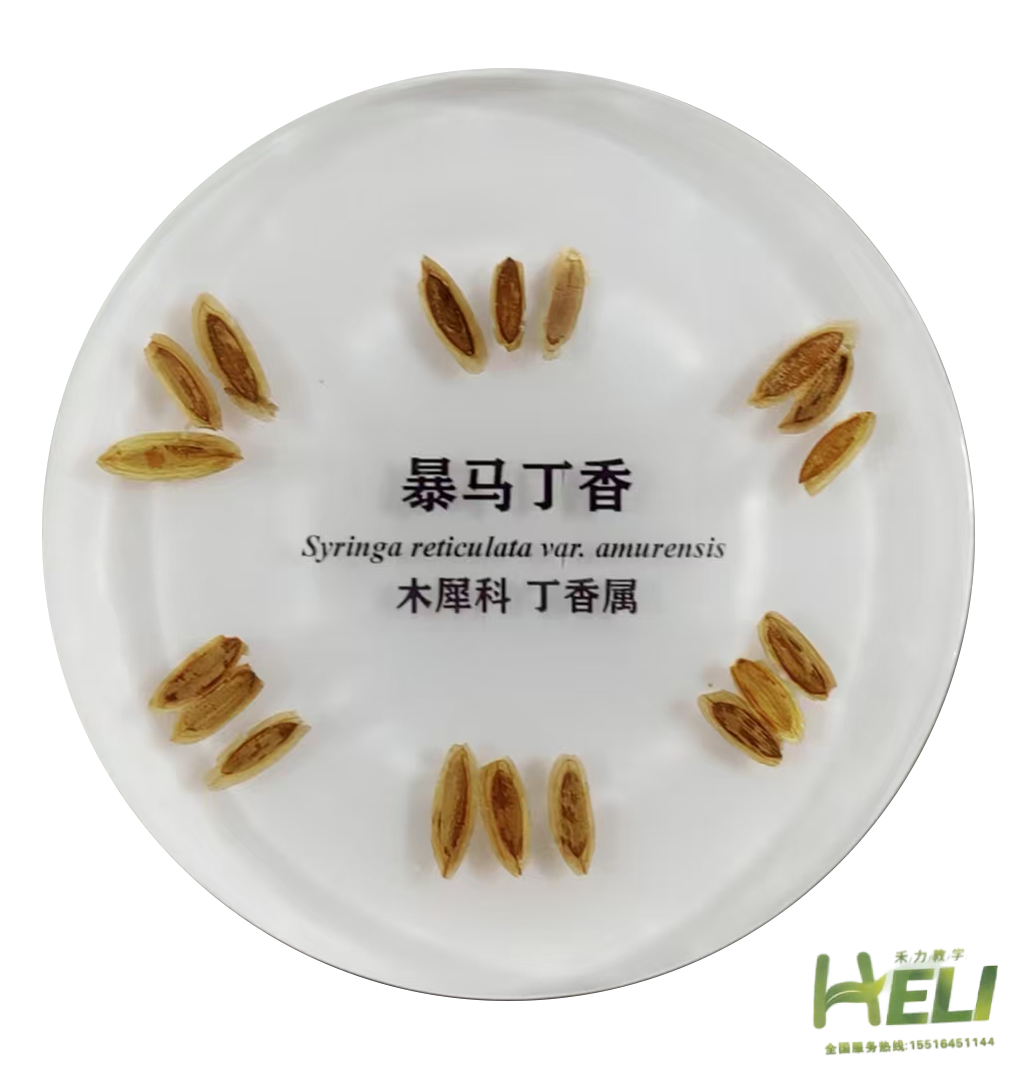 包埋标本   暴马丁香