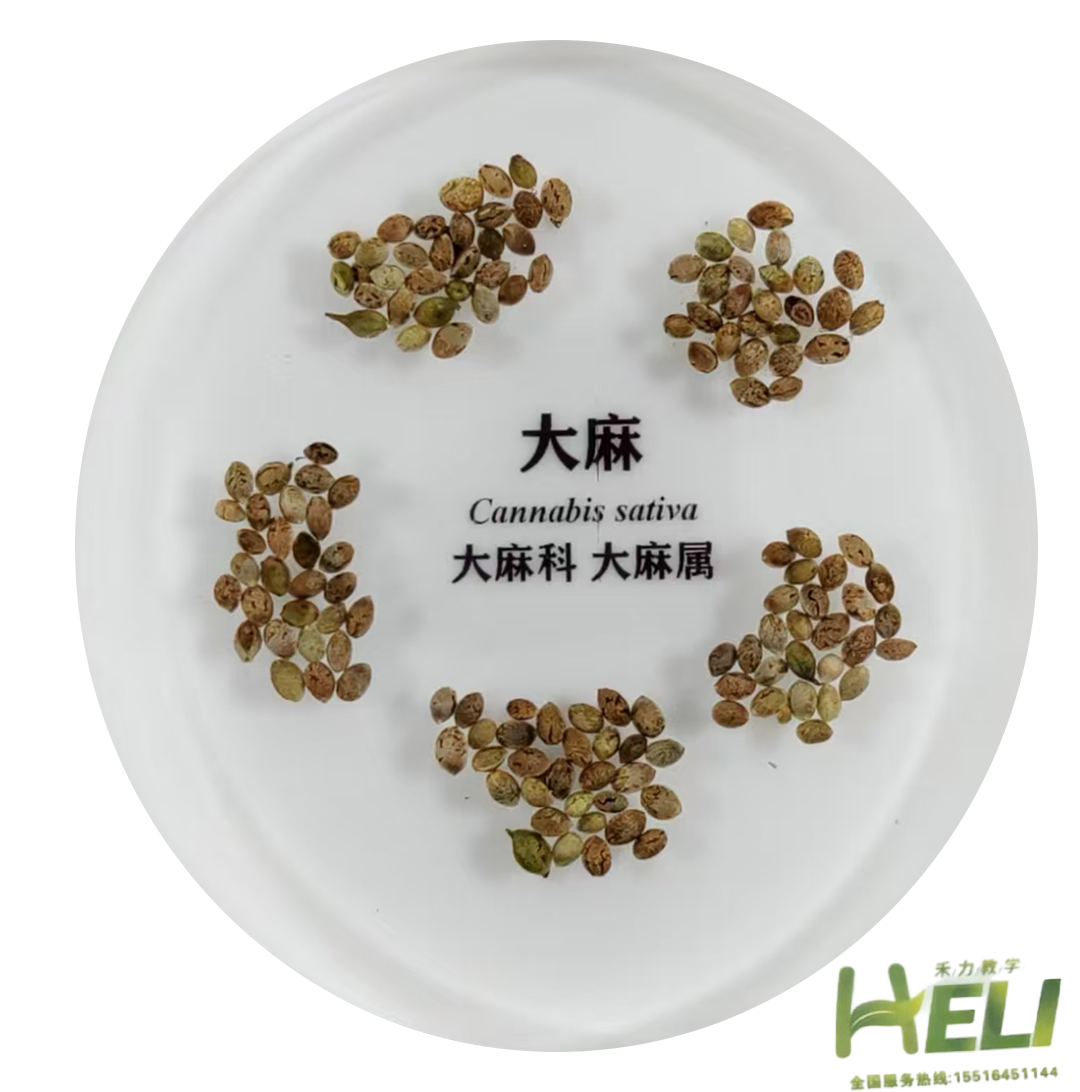 包埋标本   大麻