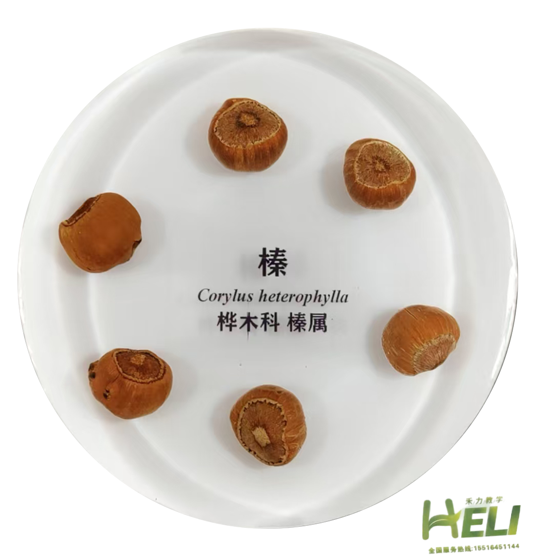 包埋标本   榛