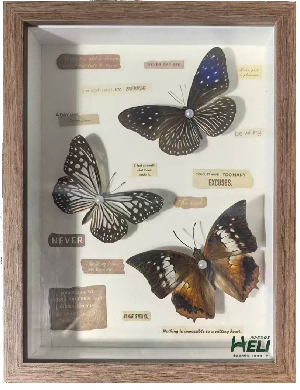 蝴蝶自然艺术装饰画 标本展览