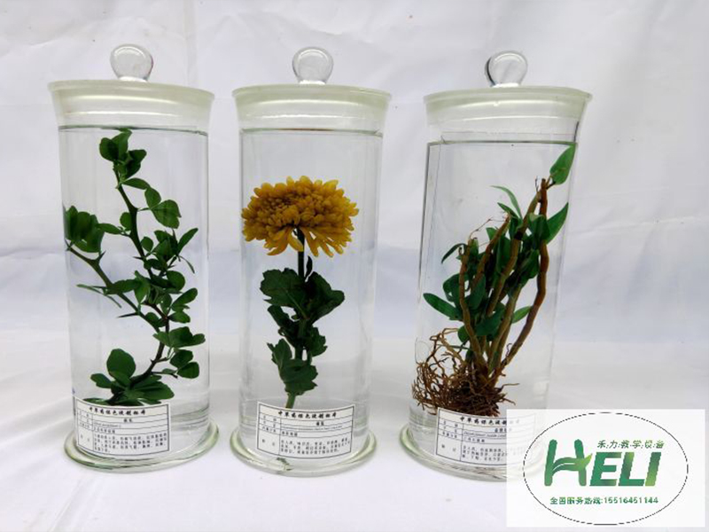 中草药浸制标本 枳实 菊花 金钗石斛