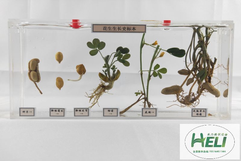 植物浸制标本生长史标本花生